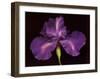 Blue Rainbow Iris-Harold Feinstein-Framed Art Print