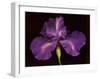 Blue Rainbow Iris-Harold Feinstein-Framed Art Print