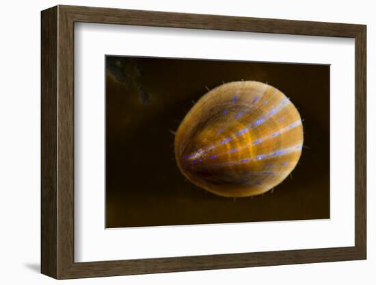 Blue Rayed Limpet (Patina - Ansates Pellucida) Saltstraumen, Bod?, Norway, October 2008-Lundgren-Framed Photographic Print