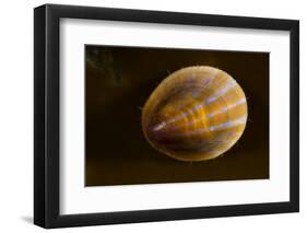 Blue Rayed Limpet (Patina - Ansates Pellucida) Saltstraumen, Bod?, Norway, October 2008-Lundgren-Framed Photographic Print