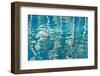 Blue Reflections I-Kathy Mahan-Framed Photographic Print