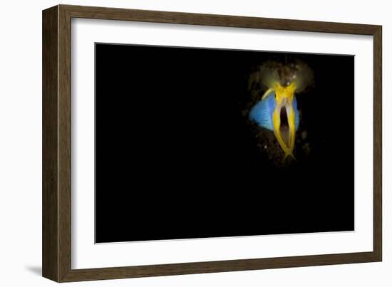 Blue Ribbon Eel, Head on View, Bali-null-Framed Photographic Print