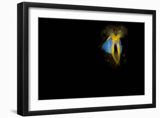 Blue Ribbon Eel, Head on View, Bali-null-Framed Photographic Print