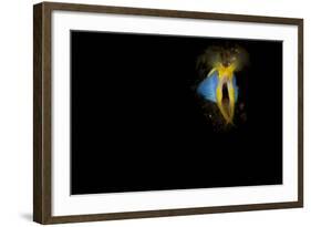 Blue Ribbon Eel, Head on View, Bali-null-Framed Photographic Print