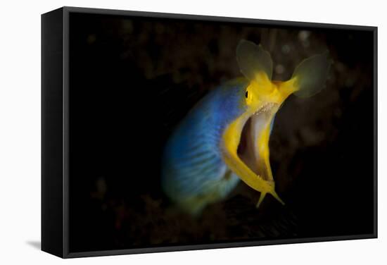 Blue Ribbon Eel, Head on View, Bali-null-Framed Stretched Canvas