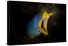 Blue Ribbon Eel, Head on View, Bali-null-Stretched Canvas