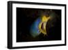 Blue Ribbon Eel, Head on View, Bali-null-Framed Photographic Print