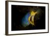 Blue Ribbon Eel, Head on View, Bali-null-Framed Photographic Print