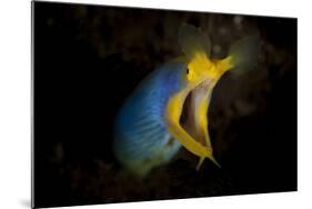 Blue Ribbon Eel, Head on View, Bali-null-Mounted Photographic Print