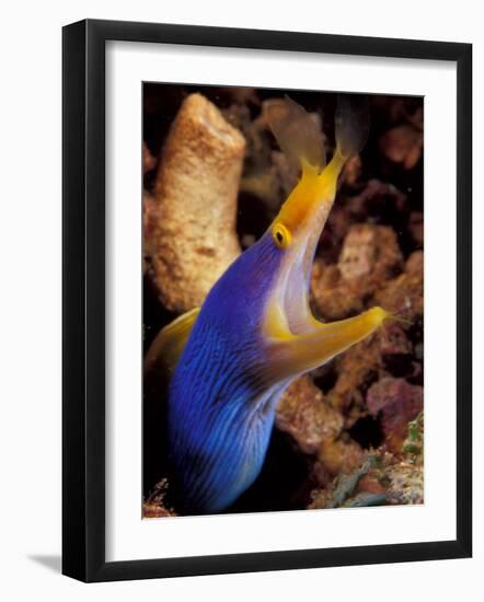 Blue Ribbon Eel, Papua New Guinea-Michele Westmorland-Framed Photographic Print