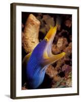 Blue Ribbon Eel, Papua New Guinea-Michele Westmorland-Framed Photographic Print