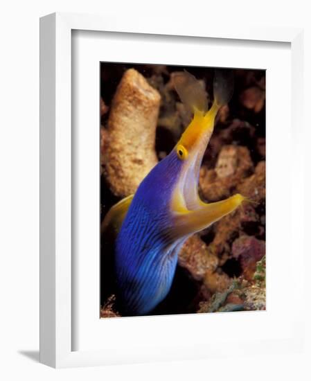 Blue Ribbon Eel, Papua New Guinea-Michele Westmorland-Framed Photographic Print