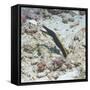 Blue Ribbon Eel (Rhinomuraena Quaesita) Juvenile, Southern Thailand, Andaman Sea, Indian Ocean-Andrew Stewart-Framed Stretched Canvas