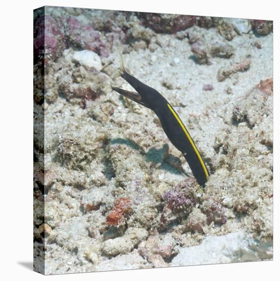 Blue Ribbon Eel (Rhinomuraena Quaesita) Juvenile, Southern Thailand, Andaman Sea, Indian Ocean-Andrew Stewart-Stretched Canvas