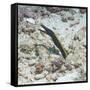 Blue Ribbon Eel (Rhinomuraena Quaesita) Juvenile, Southern Thailand, Andaman Sea, Indian Ocean-Andrew Stewart-Framed Stretched Canvas