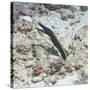 Blue Ribbon Eel (Rhinomuraena Quaesita) Juvenile, Southern Thailand, Andaman Sea, Indian Ocean-Andrew Stewart-Stretched Canvas