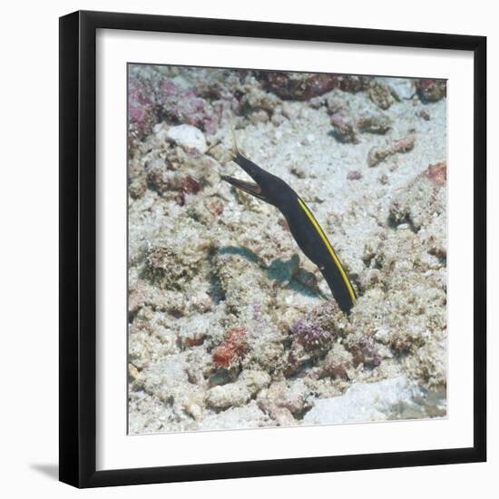 Blue Ribbon Eel (Rhinomuraena Quaesita) Juvenile, Southern Thailand, Andaman Sea, Indian Ocean-Andrew Stewart-Framed Photographic Print