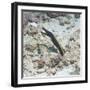 Blue Ribbon Eel (Rhinomuraena Quaesita) Juvenile, Southern Thailand, Andaman Sea, Indian Ocean-Andrew Stewart-Framed Photographic Print