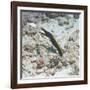 Blue Ribbon Eel (Rhinomuraena Quaesita) Juvenile, Southern Thailand, Andaman Sea, Indian Ocean-Andrew Stewart-Framed Photographic Print