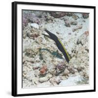 Blue Ribbon Eel (Rhinomuraena Quaesita) Juvenile, Southern Thailand, Andaman Sea, Indian Ocean-Andrew Stewart-Framed Photographic Print