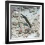 Blue Ribbon Eel (Rhinomuraena Quaesita) Juvenile, Southern Thailand, Andaman Sea, Indian Ocean-Andrew Stewart-Framed Photographic Print