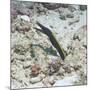 Blue Ribbon Eel (Rhinomuraena Quaesita) Juvenile, Southern Thailand, Andaman Sea, Indian Ocean-Andrew Stewart-Mounted Photographic Print