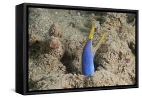Blue Ribbon Eel with Mouth Wide Open on a Fijian Reef-Stocktrek Images-Framed Stretched Canvas