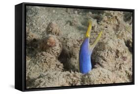 Blue Ribbon Eel with Mouth Wide Open on a Fijian Reef-Stocktrek Images-Framed Stretched Canvas