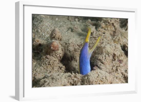 Blue Ribbon Eel with Mouth Wide Open on a Fijian Reef-Stocktrek Images-Framed Photographic Print