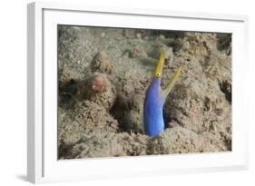 Blue Ribbon Eel with Mouth Wide Open on a Fijian Reef-Stocktrek Images-Framed Photographic Print