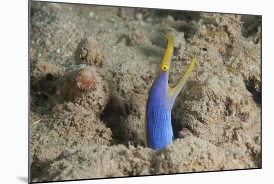 Blue Ribbon Eel with Mouth Wide Open on a Fijian Reef-Stocktrek Images-Mounted Photographic Print