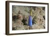 Blue Ribbon Eel with Mouth Wide Open on a Fijian Reef-Stocktrek Images-Framed Photographic Print