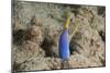 Blue Ribbon Eel with Mouth Wide Open on a Fijian Reef-Stocktrek Images-Mounted Photographic Print