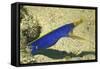 Blue Ribbon Eel-Hal Beral-Framed Stretched Canvas