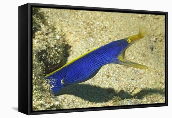 Blue Ribbon Eel-Hal Beral-Framed Stretched Canvas