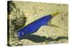 Blue Ribbon Eel-Hal Beral-Stretched Canvas