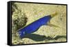 Blue Ribbon Eel-Hal Beral-Framed Stretched Canvas