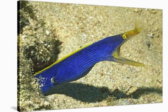 Blue Ribbon Eel-Hal Beral-Stretched Canvas