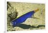 Blue Ribbon Eel-Hal Beral-Framed Photographic Print