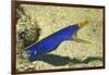 Blue Ribbon Eel-Hal Beral-Framed Photographic Print