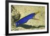 Blue Ribbon Eel-Hal Beral-Framed Photographic Print