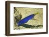 Blue Ribbon Eel-Hal Beral-Framed Photographic Print