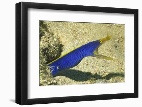 Blue Ribbon Eel-Hal Beral-Framed Photographic Print