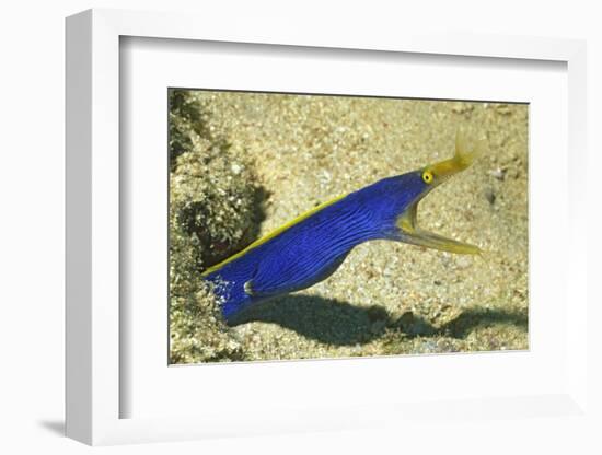 Blue Ribbon Eel-Hal Beral-Framed Photographic Print