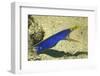 Blue Ribbon Eel-Hal Beral-Framed Photographic Print