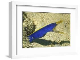 Blue Ribbon Eel-Hal Beral-Framed Photographic Print