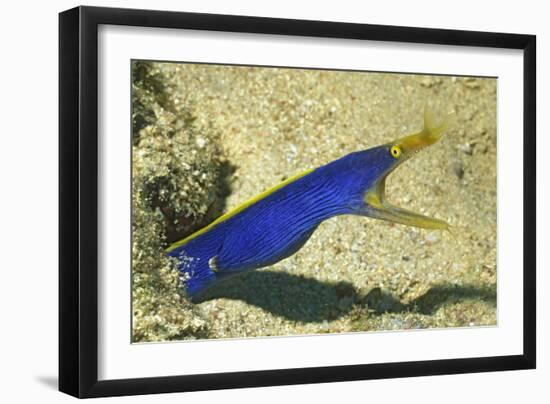 Blue Ribbon Eel-Hal Beral-Framed Photographic Print