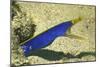 Blue Ribbon Eel-Hal Beral-Mounted Photographic Print