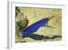 Blue Ribbon Eel-Hal Beral-Framed Photographic Print