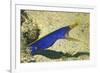 Blue Ribbon Eel-Hal Beral-Framed Photographic Print